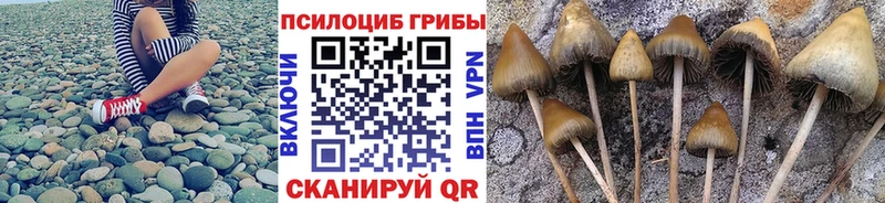 как найти   Сургут  Галлюциногенные грибы Psilocybine cubensis 